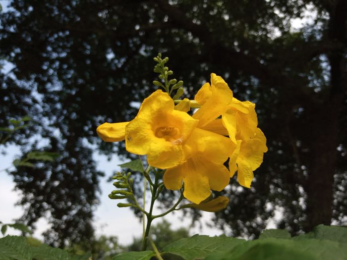 Bokeh mode flower