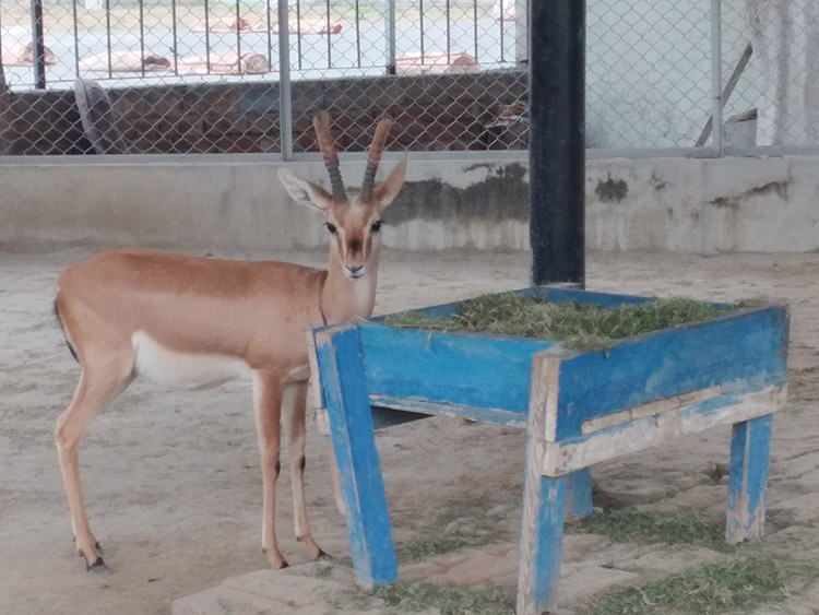 Deer picture with 4x zoom on Samsung Galaxy A20s