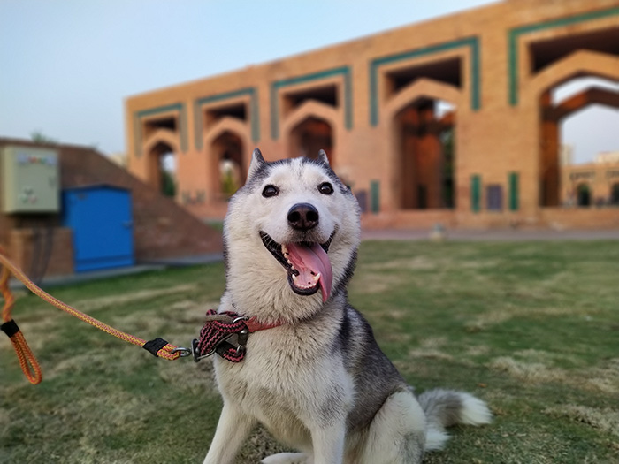 Dog picture at day time with nokia 7.2