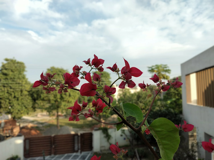 Flowers Picture with Live Focus Mode with Samsung Galaxy A20s Camera