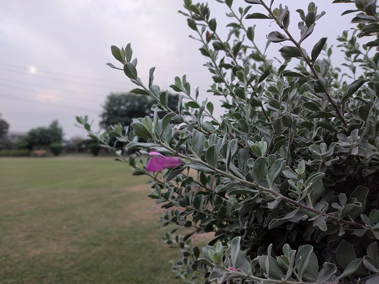 Flowers pic with live focus mode with samsung galaxy a20s camera