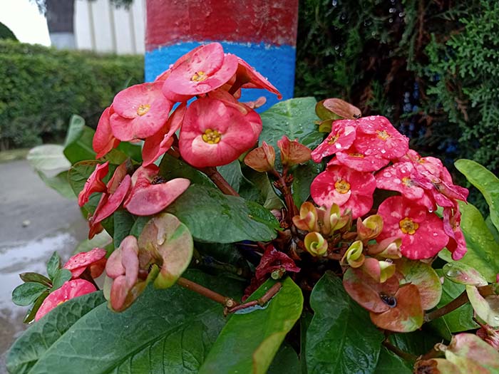 Image of Flowers with portrait mode on OPPO Reno2 F