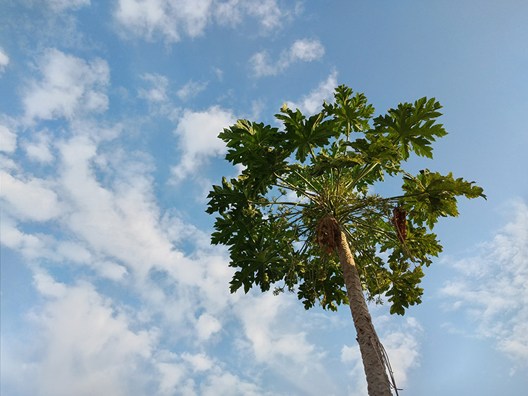 Sky Picture with Live Focus