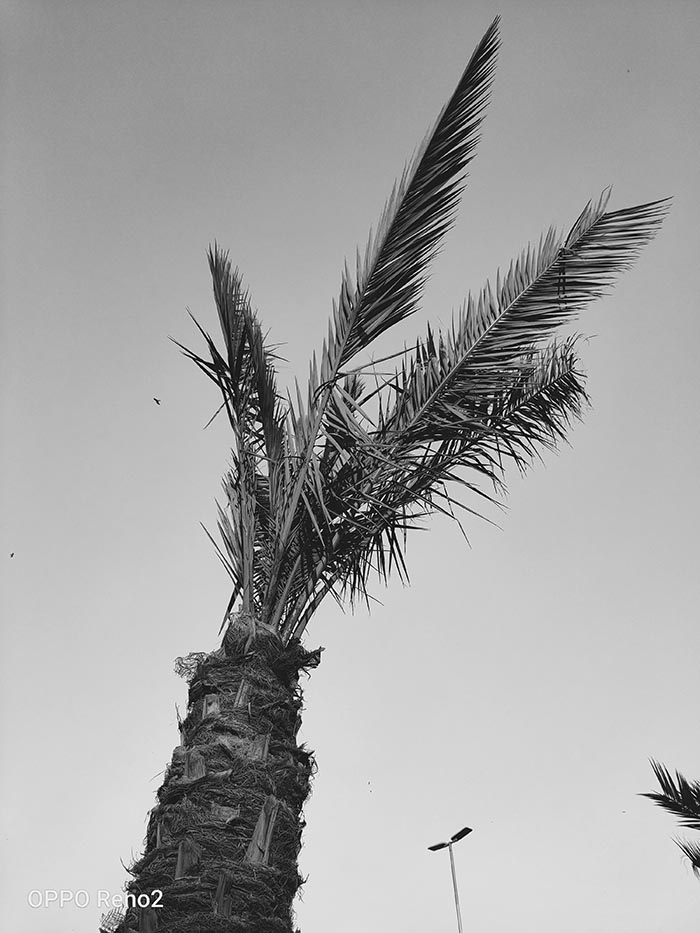 Palm Tree Monochrome filter