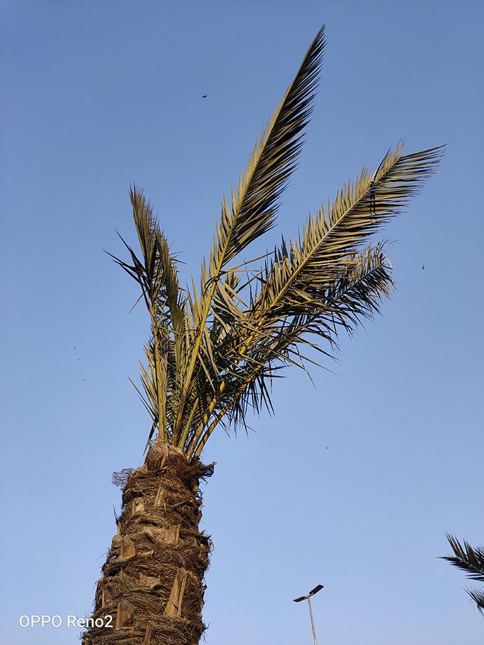 Palm Tree Standard Mode