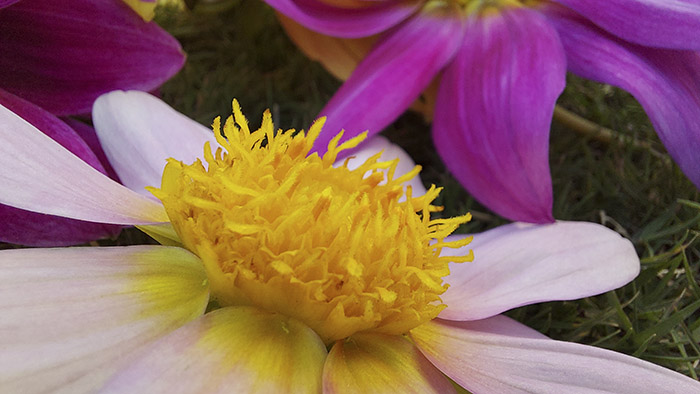 Flower Macro Mode