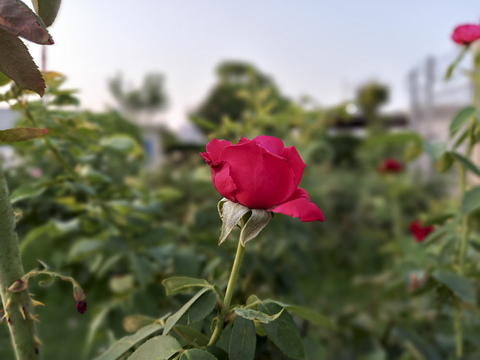 Flower-shot-with-live-focus-mode