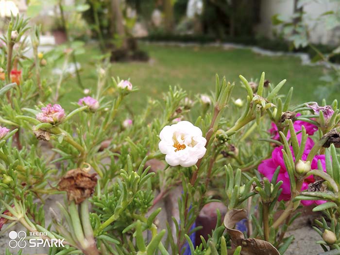 Flowers-image-with-bokeh-mode