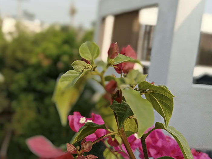 Flower shot with aperture mode huawei y6p