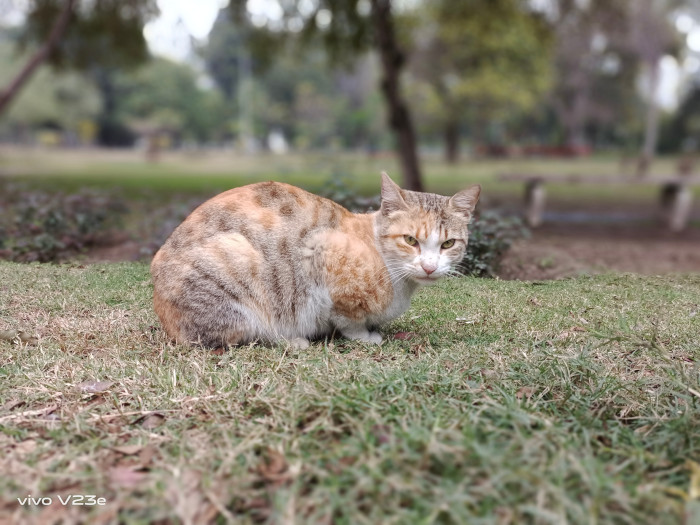 vivo-v23e-portrait-cat